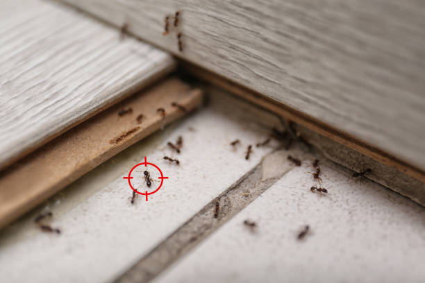 Best Best Pest Control Near Me  in Thunder Mountain, NM