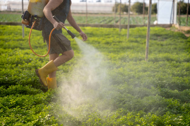 Best Best Pest Control Companies  in Thunder Mountain, NM