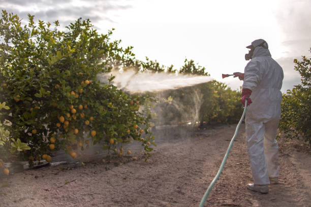Best Emergency Pest Control  in Thunder Mountain, NM