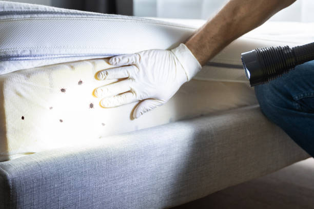 Best Pest Control for Businesses  in Thunder Mountain, NM