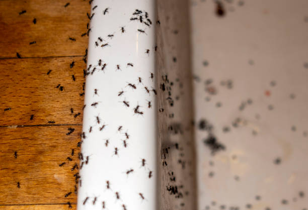 Best Mosquito Control Services  in Thunder Mountain, NM