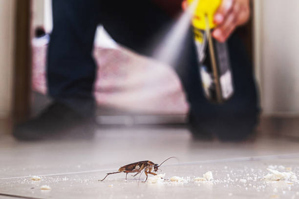 Best Flea Control Services  in Thunder Mountain, NM